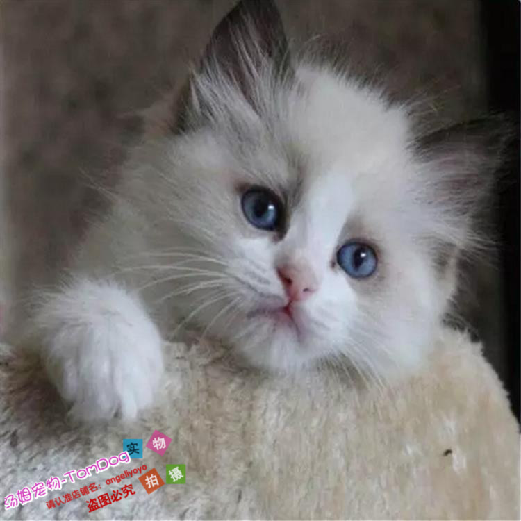 布偶猫幼猫纯种宠物活体猫布偶猫宠物猫重点色双色布偶宠物猫g-封面