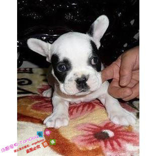 台湾引进血统黑白色法国斗牛犬幼犬活体宠物狗赛级法牛花色对称g,宠物/宠物食品及用品,狗狗,淘宝优惠券,粉丝福利购,淘宝优惠卷