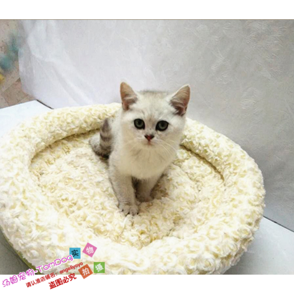宠物猫银渐层英国短毛猫苏格兰折耳猫活体纯种幼猫出售起司猫g,宠物/宠物食品及用品,猫咪,淘宝优惠券,粉丝福利购,淘宝优惠卷