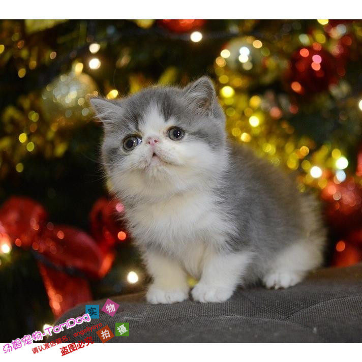 赛级加菲纯种异国短毛猫纯种加菲猫宠物猫活体幼猫加菲猫纯种猫g