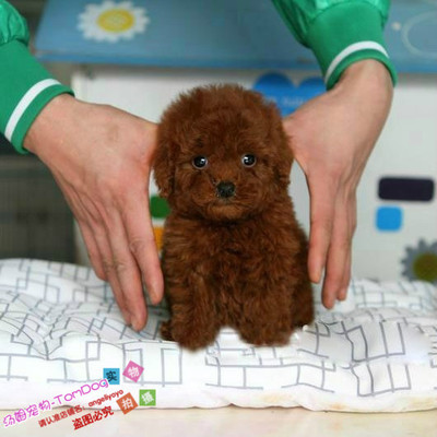 纯种茶杯双血统活体贵宾犬