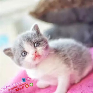 英短蓝猫宠物猫活体英国短毛猫幼猫蓝白家养活猫纯种包子脸英短g