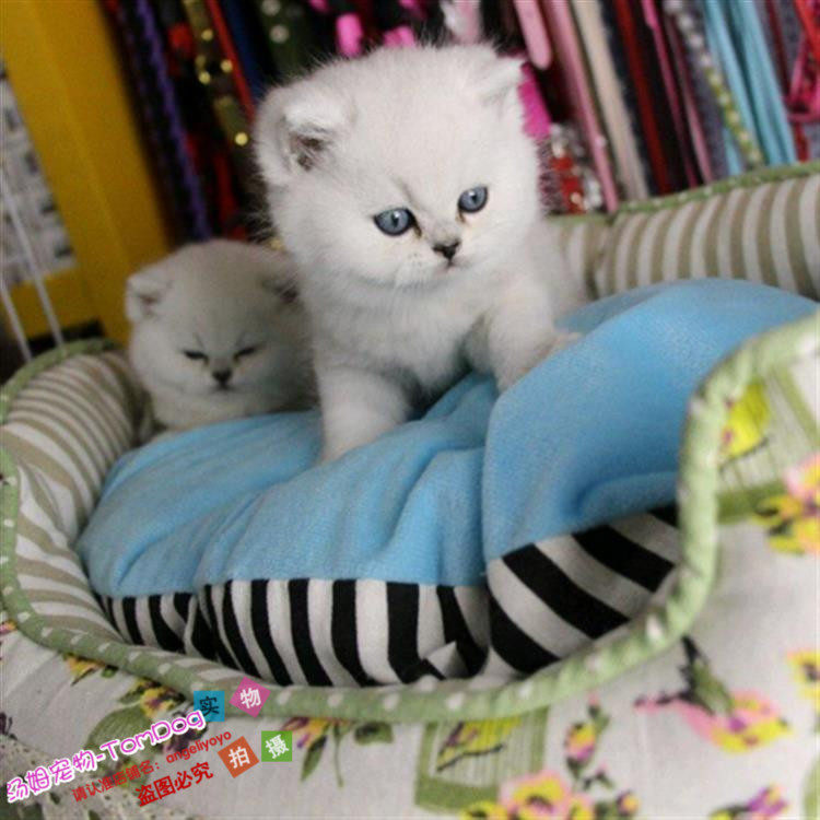 出售纯种英短渐层小猫英国短毛猫幼猫银点渐层幼猫宠物猫活体g,宠物/宠物食品及用品,猫咪,淘宝优惠券,粉丝福利购,淘宝优惠卷