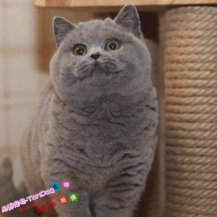 英短蓝猫活体幼猫俄罗斯蓝猫纯种宠物猫咪活猫立耳种公种母猫舍g