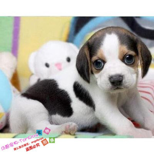 纯种赛级比格犬幼犬宠物狗活体比格幼犬米格鲁幼犬猎兔犬w