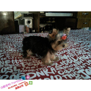 珍宠物狗狗g 约克夏梗犬金头银背纯种幼犬出售茶杯小体活体长毛袖