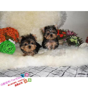 纯种活体约克夏幼犬家养宠物狗狗迷你茶杯约克夏狗狗宠物狗狗g