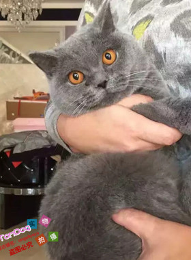 宠物猫咪活体蓝猫家养折耳猫波斯猫加菲猫布偶猫暹罗猫幼猫g