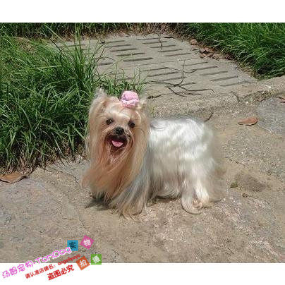 长不大茶杯体约克夏犬幼犬活体约克夏梗宠物狗金头银背血统纯正g,宠物/宠物食品及用品,狗狗,淘宝优惠券,粉丝福利购,淘宝优惠卷