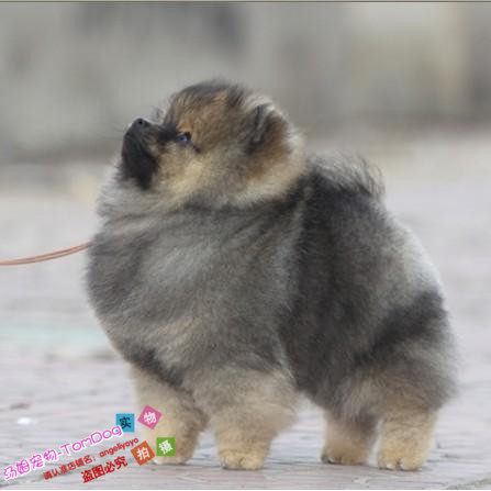 赛级纯种奶油色博美犬幼犬活体日本俊介犬袖珍迷你犬长不大博美g