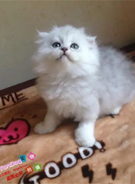 出售金吉拉幼猫长毛猫纯种家养金吉拉宠物猫金吉拉幼猫活体猫咪g