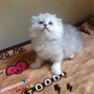 出售金吉拉幼猫长毛猫纯种家养金吉拉宠物猫金吉拉幼猫活体猫咪g