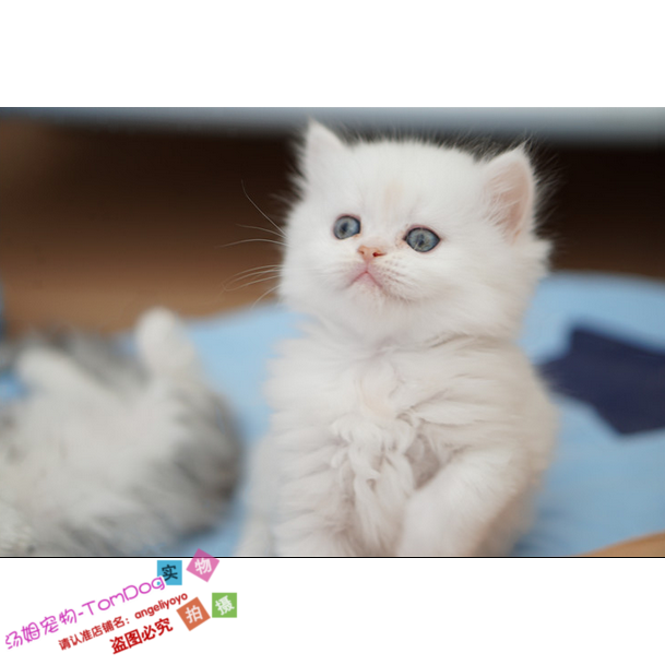 家养金吉拉活体宠物猫咪幼猫活体金吉拉长毛猫白色长毛g,宠物/宠物食品及用品,猫咪,淘宝优惠券,粉丝福利购,淘宝优惠卷