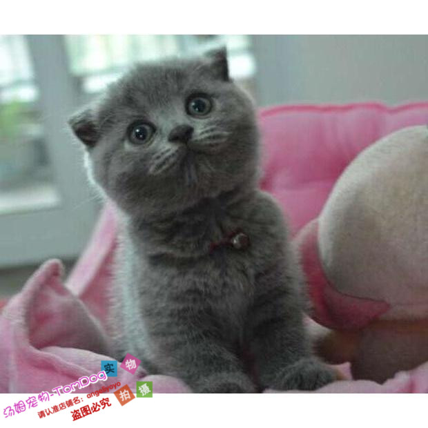 赛级出售英国短毛猫蓝猫活体宠物英短蓝猫纯种英短短