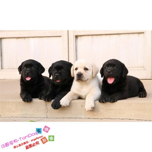 黑白色拉布拉多纯种狗狗幼犬家养伴侣犬陪伴孩子乖巧呆萌通人性g
