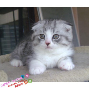 纯种家养活体宠物/美短标准纹/美国短毛猫银虎斑起司猫幼猫加白g