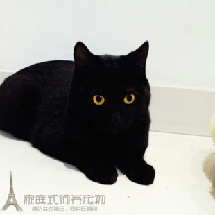 宠物活体纯种赛级短毛血统纯黑孟买小黑猫孟加拉孟买猫幼猫g