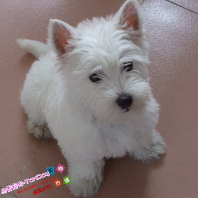 出售纯种西高地幼犬活体西高地白梗狗狗家庭犬种伴侣犬公母都有o