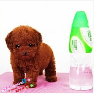 赛级红泰迪幼犬茶杯长不大的泰迪狗玩具型迷你赛级灰色贵宾76g