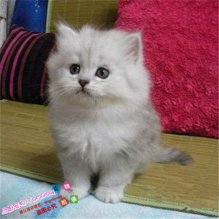 金吉拉幼猫活体纯种白色家养大眼睛幼猫幼崽金吉拉宠物猫金吉拉g