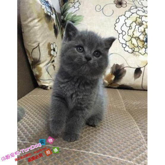 注册猫舍出售英短蓝猫活体英国短毛猫幼猫家养蓝猫纯种宠物猫g,宠物/宠物食品及用品,猫咪,淘宝优惠券,粉丝福利购,淘宝优惠卷