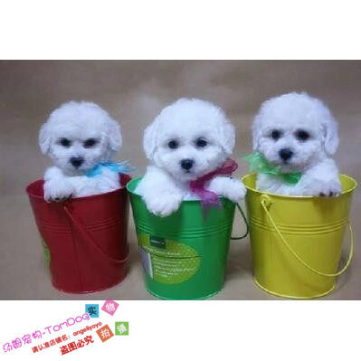 纯种活体法国卷毛比熊犬幼犬茶杯犬迷你型家养赛级幼狗比熊犬88g,宠物/宠物食品及用品,狗狗,淘宝优惠券,粉丝福利购,淘宝优惠卷