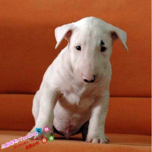 纯种宠物级迷你牛头梗幼犬宝宝狗狗个性滑稽林永健同款三角眼g