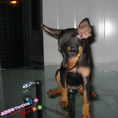 杜宾犬纯种幼犬德系铁包金立耳绑耳多只可选保证品质-g