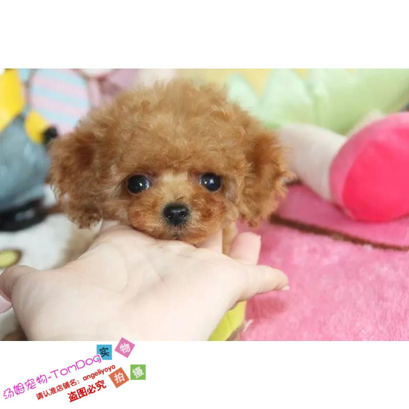 泰迪犬纯种茶杯幼犬出售棕色家养小活体袖珍贵宾犬宠物狗狗g