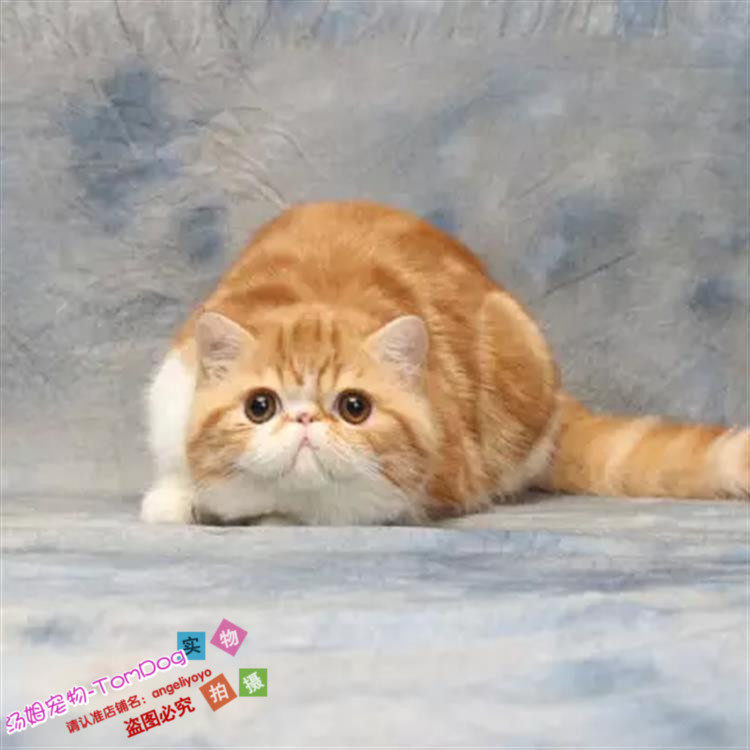 CFA猫舍出售异国短毛猫纯种加菲猫宠物猫活体幼猫加菲猫包邮g,宠物/宠物食品及用品,猫咪,淘宝优惠券,粉丝福利购,淘宝优惠卷