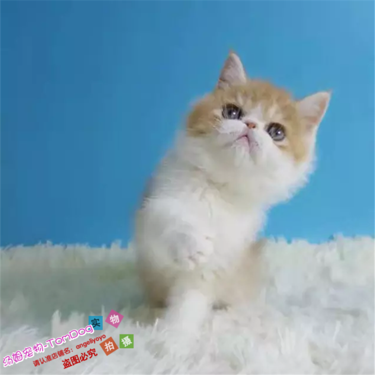 出售纯种活体异国短毛猫幼猫黄白虎斑加菲猫家养宠物猫咖啡猫g,宠物/宠物食品及用品,猫咪,淘宝优惠券,粉丝福利购,淘宝优惠卷