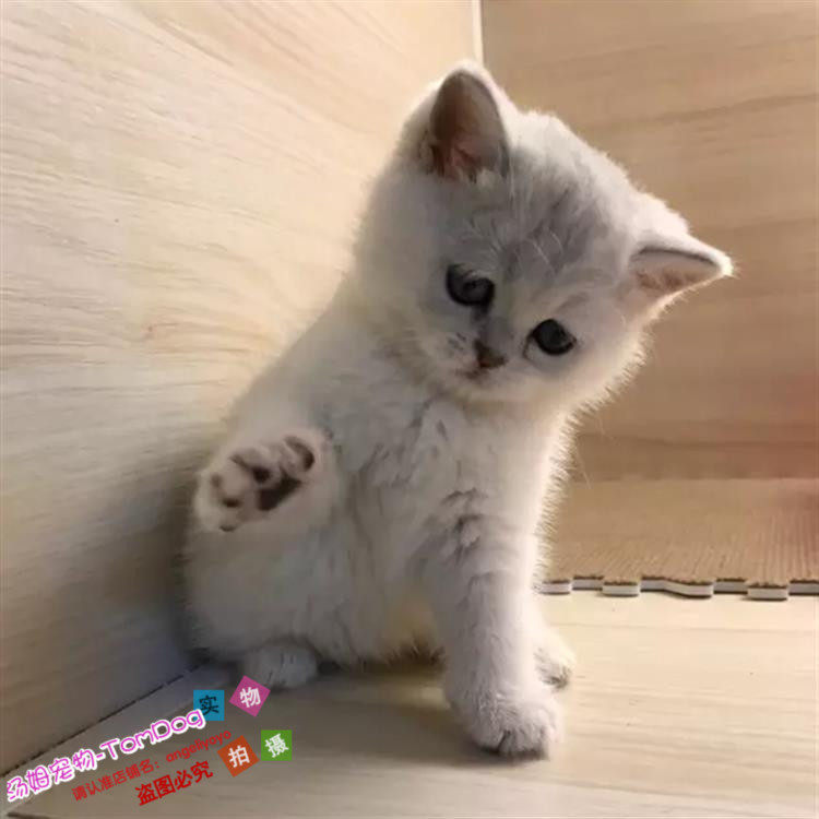 出售渐层英短英国短毛猫纯种英短银渐层立耳猫幼猫活体宠物猫g,宠物/宠物食品及用品,猫咪,淘宝优惠券,粉丝福利购,淘宝优惠卷