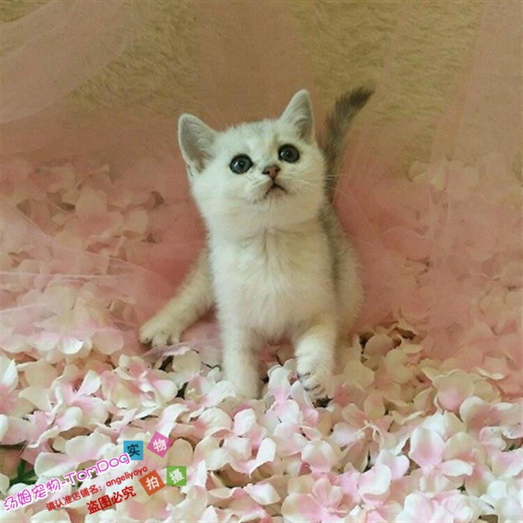 英短银渐层英国短毛猫渐层幼猫纯种立耳渐层宠物猫活体包邮包活g,宠物/宠物食品及用品,猫咪,淘宝优惠券,粉丝福利购,淘宝优惠卷