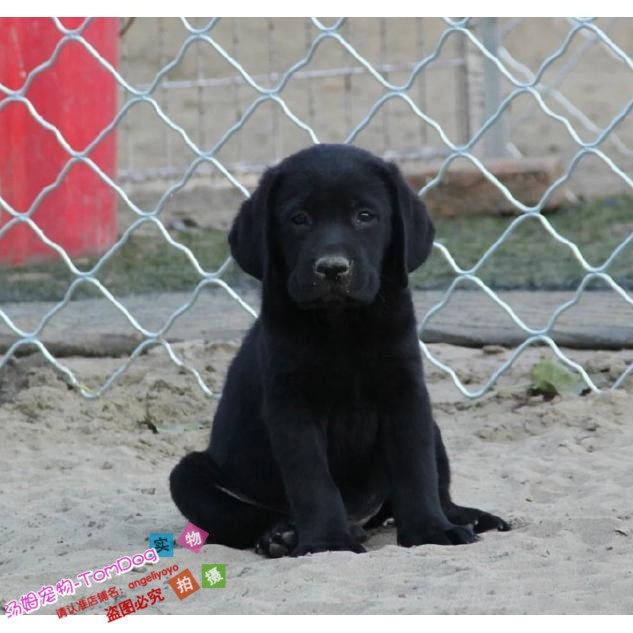 拉布拉多活体幼犬纯种宠物狗狗拉布拉多犬幼犬黑色呆萌可爱g