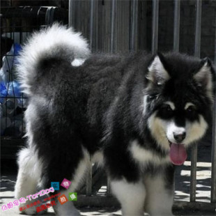 出售纯种阿拉斯加犬幼犬灰色桃脸巨型雪橇犬家养赛级活体宠物狗g