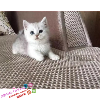 银渐层英国短毛猫纯种活体宠物猫立耳折耳渐层幼猫支持上门挑选g