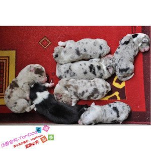 纯自家繁殖实体店保障家养陨石边境牧羊犬幼犬活体宠物狗双血统g