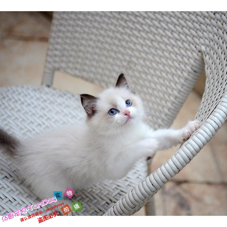 上海本地赛级宠物活体小猫咪纯种海豹双色布偶猫幼猫幼崽出售g