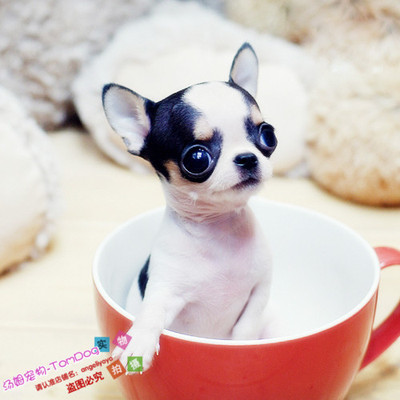 苹果茶杯纯种吉娃娃幼犬