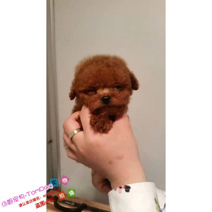 赛级红泰迪幼犬茶杯长不大的泰迪狗玩具型迷你赛级灰色贵宾g5g