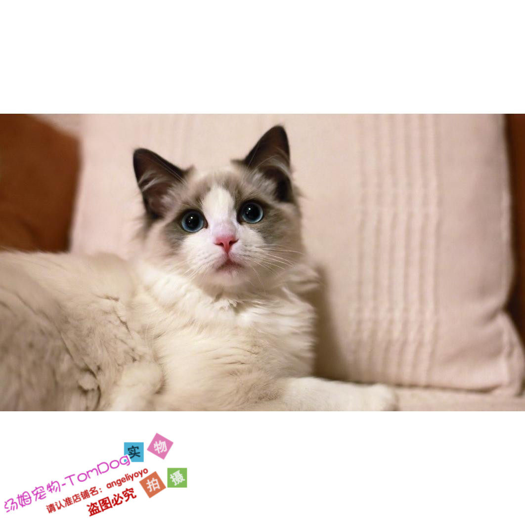 宠物猫咪布偶猫纯种活体幼猫出售布偶小猫纯血统蓝双色布偶幼猫g