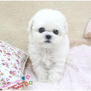 出售法国纯种比熊幼犬迷你小体比熊犬茶杯犬小型犬宠物狗狗BX4g