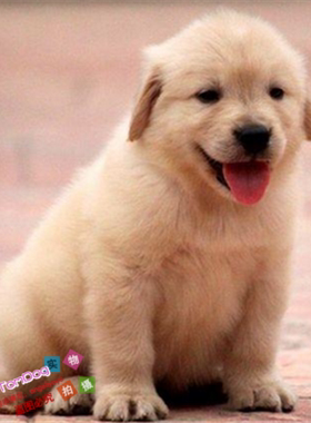 纯种金毛犬幼犬活体金色黄色金毛寻回犬大头寻回犬宠物狗小金毛g