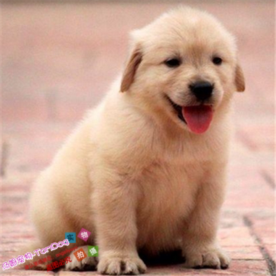 纯种金毛犬幼犬活体金色黄色金毛寻回犬大头寻回犬宠物狗小金毛g