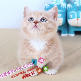 矮脚猫活体曼基康宠物猫咪家养矮脚猫全乳色拿破仑猫纯种短毛g