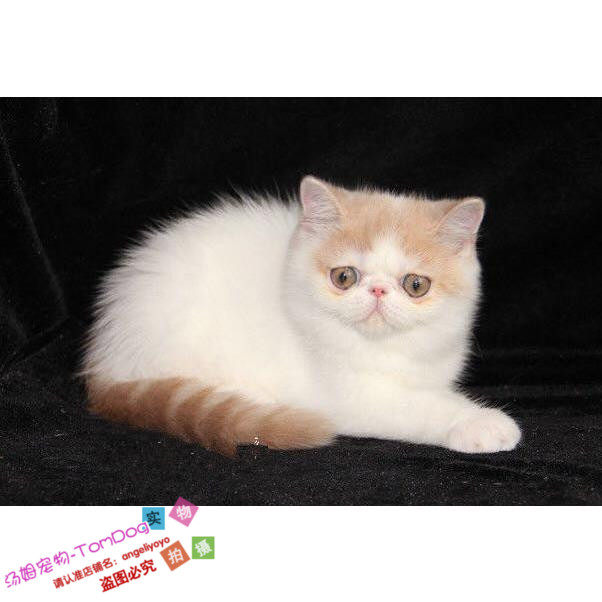 纯种加菲猫幼猫活体宠物猫异国短毛猫家养加菲活体幼猫乳白妹妹o