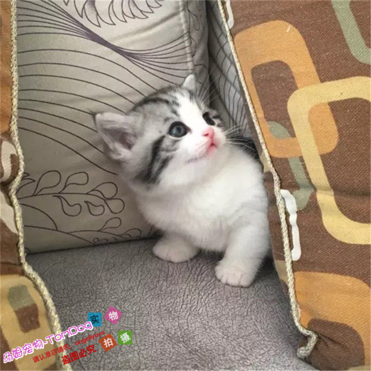 上海出售纯种活体宠物美短加白幼猫美国短毛猫银虎斑起司猫加白o