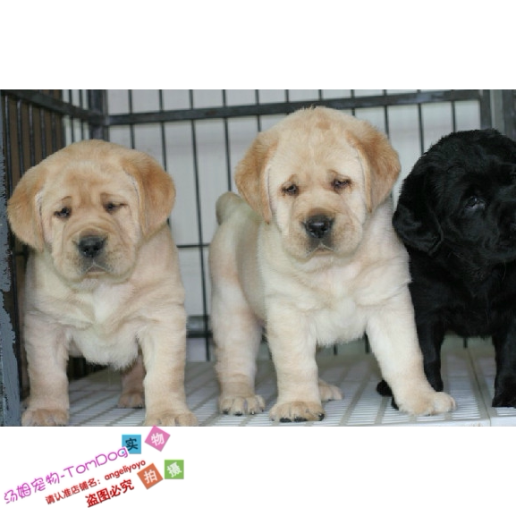 出售纯种黑色拉布拉多犬白色幼犬拉布拉多寻回犬小七宠物狗活体e