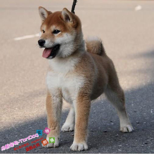 出售纯种日本柴犬幼犬宠物狗狗棕色红色赤色短毛不掉毛看家护院g