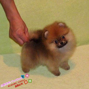 纯种黄色球体博美幼犬宠物狗迷你袖珍博美狗狗大毛量俊介同款g